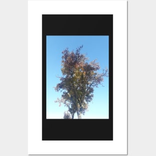 Autumn tree Posters and Art